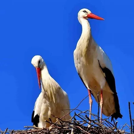 Lägenhet Aux Cigognes De