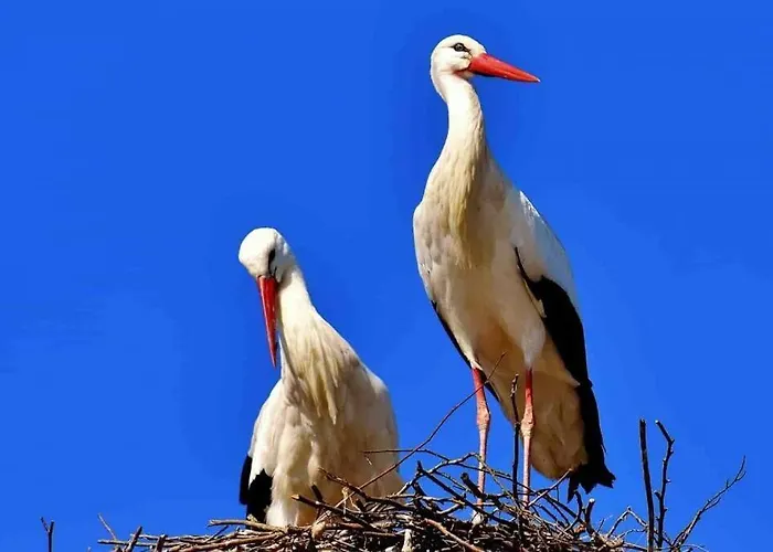 Apartmán Aux Cigognes De
